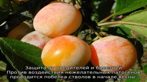 Слива Светлячок