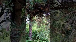 11 августа. Никола Осенний. Калинник. Снимаю томаты. Тве