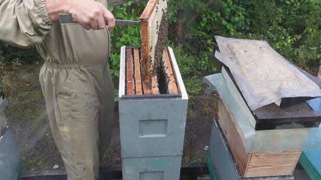 ЩАВЕЛЕВАЯ КИСЛОТА!,только ею обрабатываю пчел от клещ? смотреть онлайн