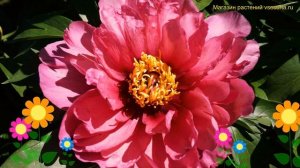 Пион ито Янки Дудл Денди. Краткий обзор, описание хара?