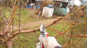 Обрезка персика.  Почему только 30см оставлять побеги.