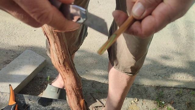 Прививка винограда на старый куст новым способом. смотреть онлайн