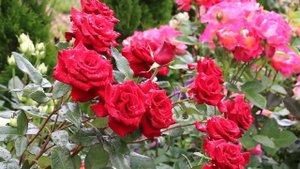 ВЫБИРАЙТЕ ЛУЧШИЕ СОРТА РОЗ ДЛЯ ШЕДЕВРАЛЬНОГО САДА