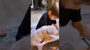 Видео от МЯУтаверс – как метавселенная, но с котами