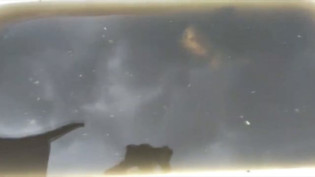 ПАН114 Органическое выращивание клубники смотреть онлайн