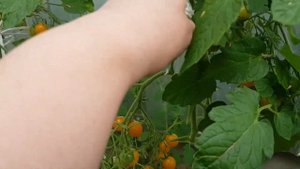 Пристенная теплица. Маленький обзорчик 15-16.08.25