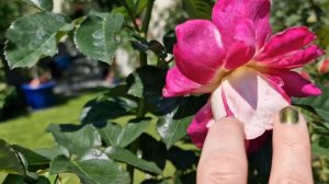 #DieSehenswerte #Xenia яркие ароматные двухколорные флорибунды