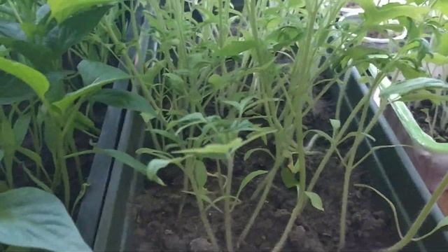 Помидорные дебри без пикировки. смотреть онлайн