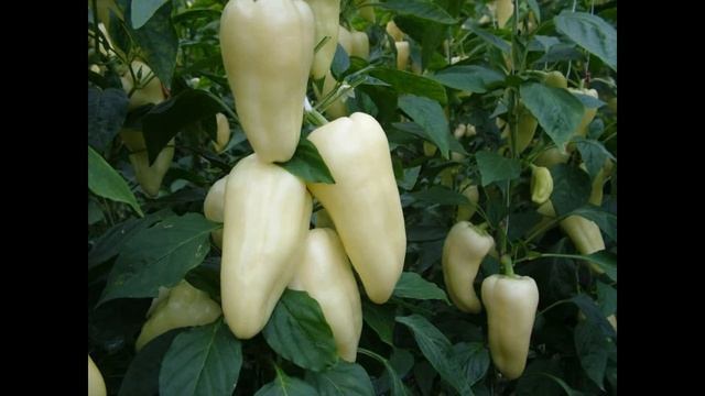 ВСЕ ДАЧНИКИ СБИЛИ СВОИ НОГИ В ПОИСКЕ ЭТИХ СОРТОВ! Самы? смотреть онлайн