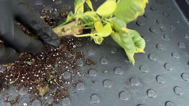 Пересадка новых комнатных растений и цветов » Май 2025 смотреть онлайн