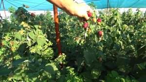 49 серия Ремонтантная малина Евразия, начало плодоноше