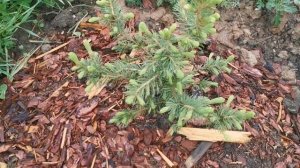 Хвойные начинают "цвести". 26.05.2025. Восток Ленобласти