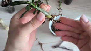 Мои адениумы спустя ещё месяц 🌿 формирование корней ?