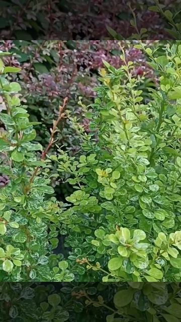 Барбарис в тунберга в Сибири. Коротко о важном. Отвеча? смотреть онлайн