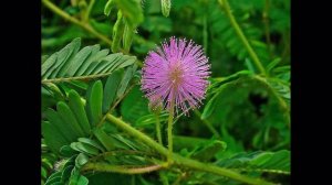 МИМОЗА СТЫДЛИВАЯ