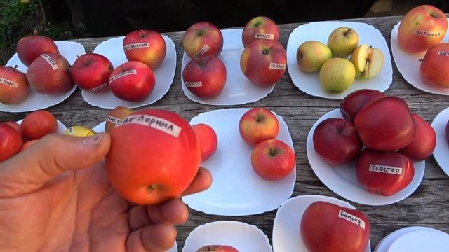 Обзор зимних плодов яблони /Лучшие сорта смотреть онлайн