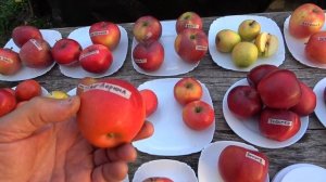 Обзор зимних плодов яблони /Лучшие сорта