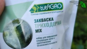 ЗАПОМНИТЕ ЭТУ СХЕМУ выращивания ТОМАТА без подкормок