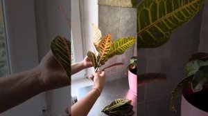 Кротон обрезка , размножение. ЧАСТЬ 1