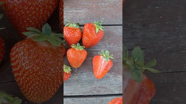 Дегустация сортов-новинок клубники КСД: Джуси, Клодия, смотреть онлайн