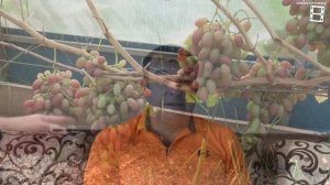 ВИНОГРАД НА УДАЛЕНИЕ. СОРТА ВИНОГРАДА, ОТ КОТОРЫХ Я ИЗ?