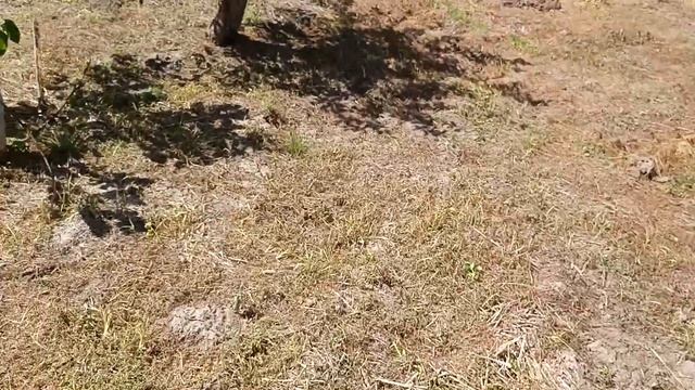 Хурма на восточном подвое экспериментальный сад 18 июн смотреть онлайн