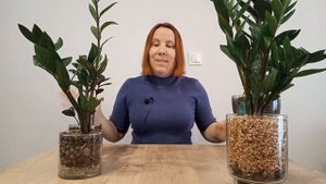 КАК ЧАСТО нужно поливать замиокулькас? ФАКТОРЫ влияющ