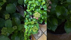 Гортензия Таблетенсия Продажа.Май 2025