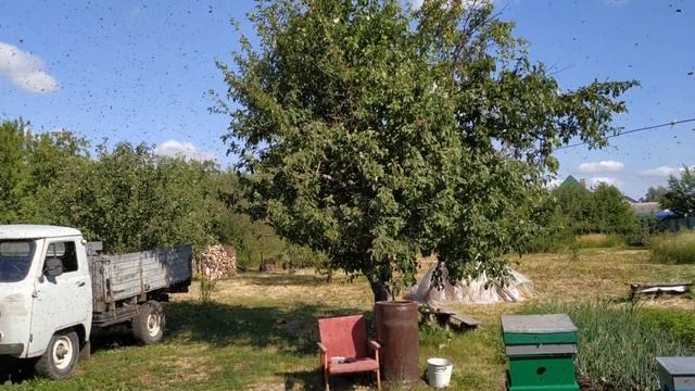 Вылет пчелиного роя смотреть онлайн