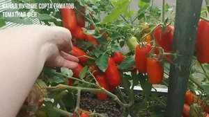 Самые лучшие сорта томатов для теплиц и открытого гру?