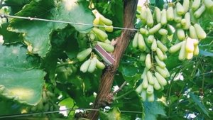 Виноград Аватар снова удивляет!