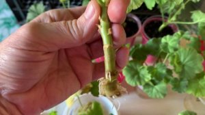 Как я укореняю черенки пеларгоний.