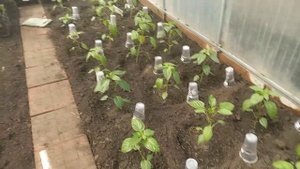 мои теплицы/посадки перец 🌶 помидоры 🍅