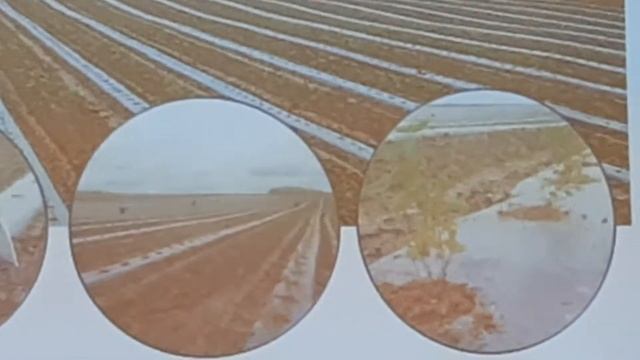 ЖИМОЛОСТЬ АФРОДИЗИАК. ЯГОДЫ РОССИИ 2020 3 Международная смотреть онлайн