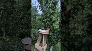 Шикарная слива сорт 'Сочинская' .