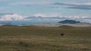 Тайна древних скифов / Раскопки курганов, скифское зол