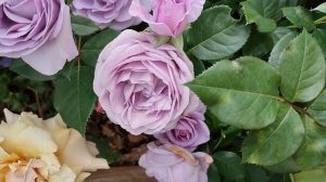 Роза Голубой шторм. Японские розы в Подмосковье