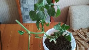 Прошлогодний куст перца - эксперемент