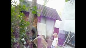 Вешенка на пнях летом.MOV