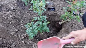 ВЫСАЖИВАЮ 48 РОЗ В МАССИВ. Самая простая посадка роз.