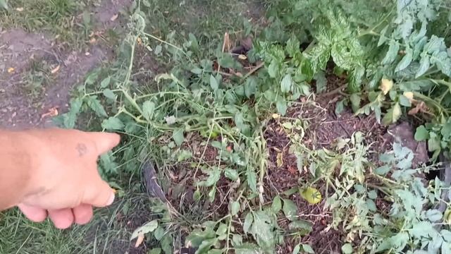 Дела садовые 02/03.07.25 #город61 #садогород #биопрепараты #а смотреть онлайн