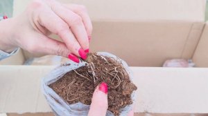 Распаковка посылки с саженцами от Сад Вернисаж.