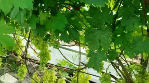 🍇 Обзор винограда в Подмосковье 🍇