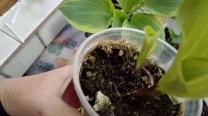 Хосты из печальной посылки