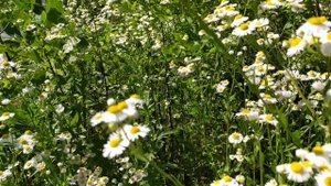 Красивые полевые цветы! Пение птиц! Божественная крас?