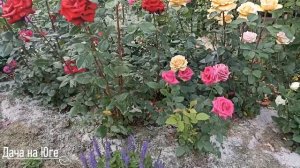 Дача на Юге - ЧЕК-ЛИСТ ЛЕТО ПО УХОДУ ЗА РОЗАМИ