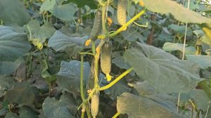 Огурец Северин F1, прямой сев. Китайские теплицы, июль 20