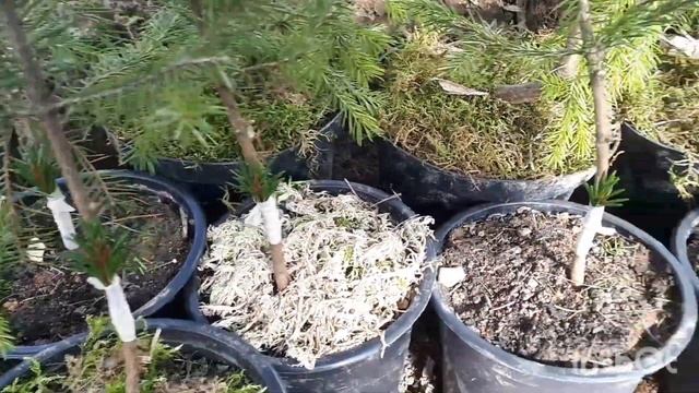 Весенняя прививка ведьминой метлы. Ель европейская. WB смотреть онлайн