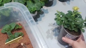 Черенкование петуний, сурфиний, петхоа.