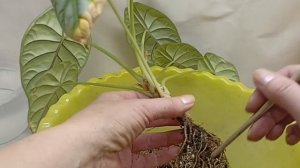 Алоказия Сильвер дракон: пересадка в Серамис с фитиль?